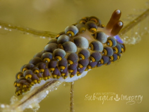 Nudibranch from Night Dive on Malapascua by Jan Morton 